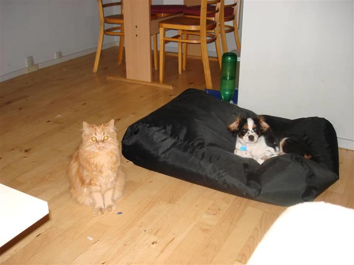 Cavalier king charles spaniel fønix billede 5