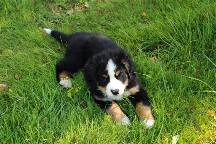 Berner sennenhund Anton - Nyder solen. billede 10