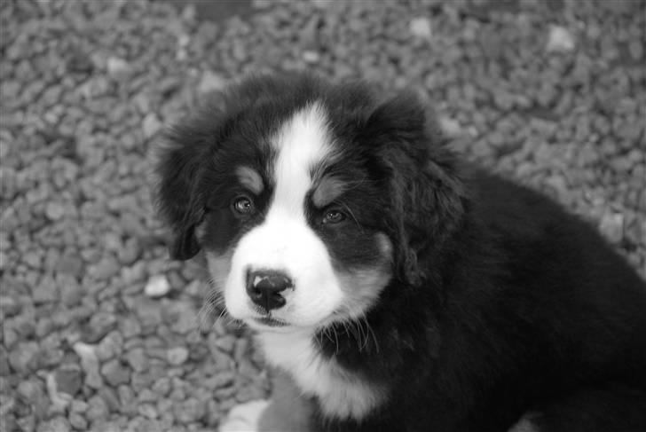 Berner sennenhund Anton - Bette mig billede 11