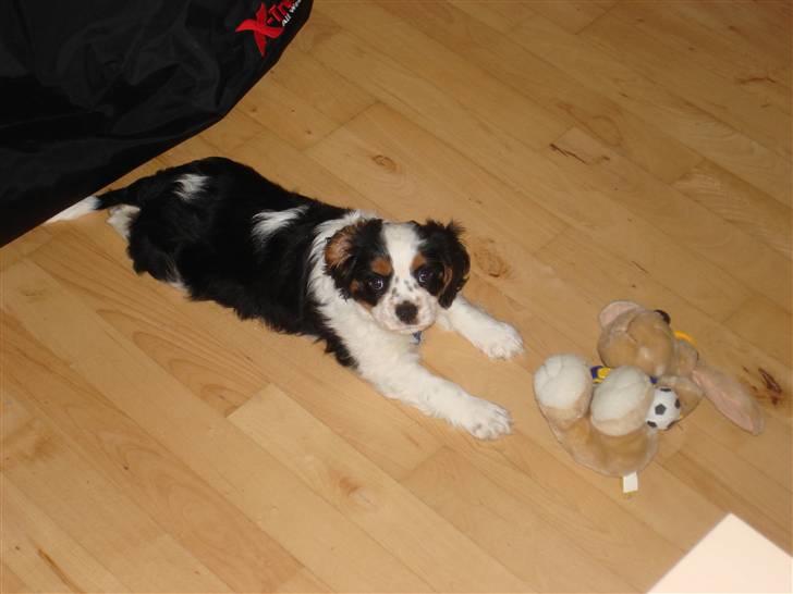 Cavalier king charles spaniel fønix billede 8