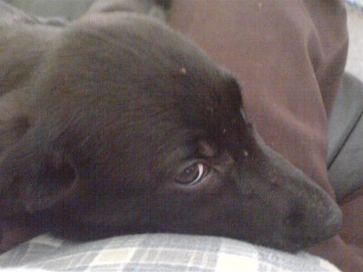 Blanding af racer Chevy56 - Putter lige på mors mave billede 1