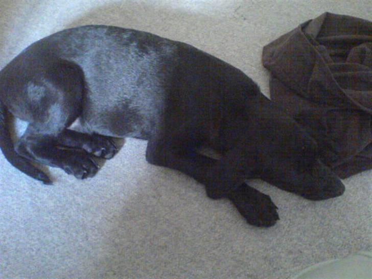 Blanding af racer Chevy56 - en lille lur efter alle dagens begivenheder billede 2