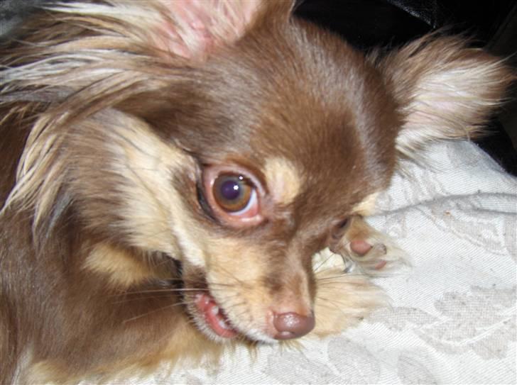 Chihuahua Isabell - Grrr.... Ser jeg ikke farlig ud? billede 1