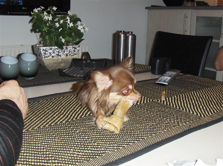 Chihuahua Isabell - Skal selvfølgelig ligge midt på spisebordet :) billede 2