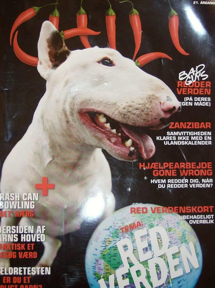 Bullterrier Ester  - Her var jeg på forsiden af ungdomsbladet Chilli. billede 6