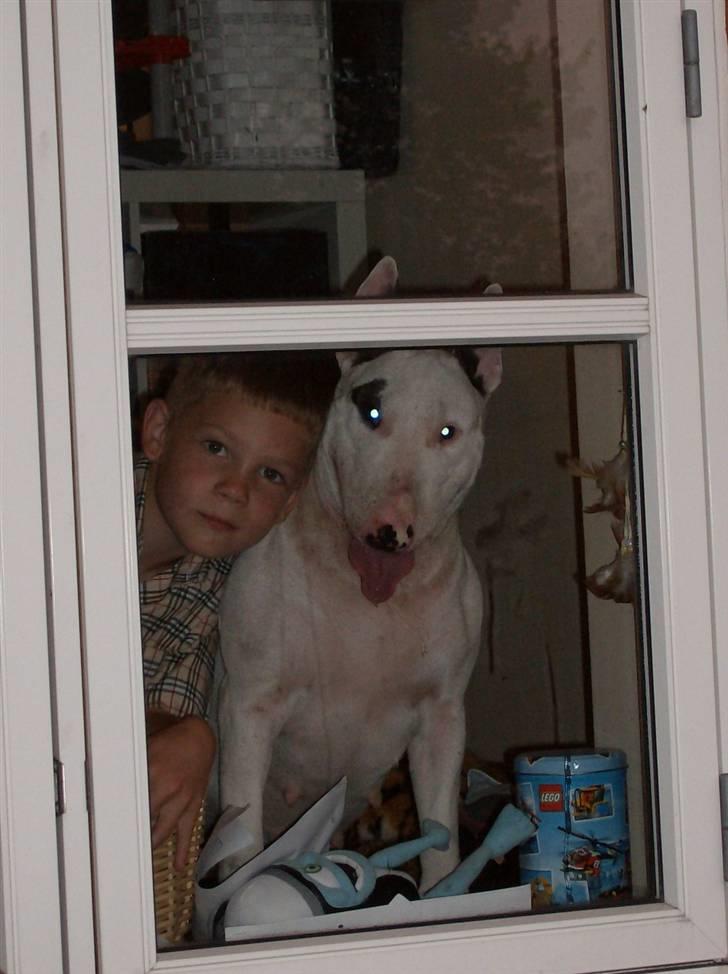 Bullterrier Ester  - Der er meget at se ud af vinduet fra 2.sal billede 7