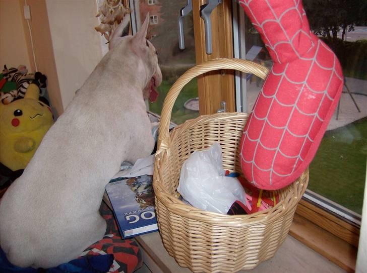 Bullterrier Ester  - Blandt andet legepladsen.. hmm ku være sjov at prøve... billede 8