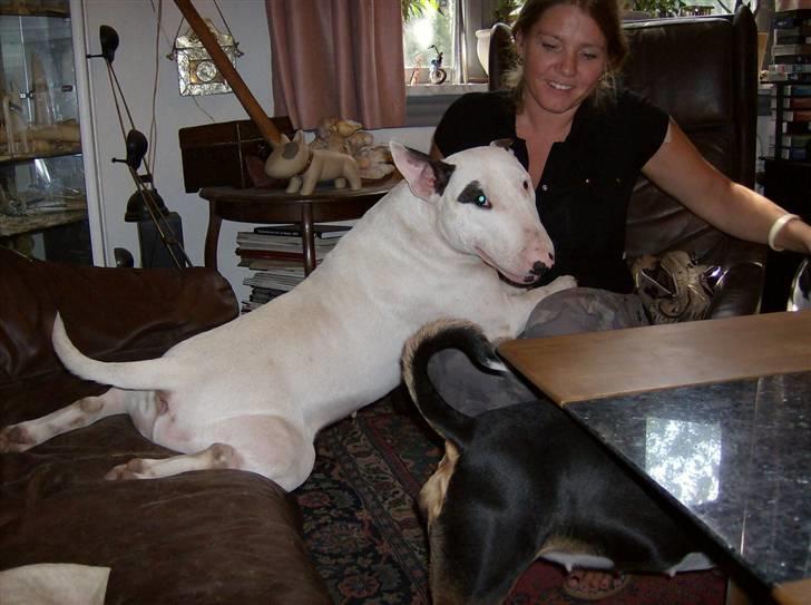 Bullterrier Ester  - Åhhh jeg elskkeeeeerrrrr min mor så megettttt.... billede 9