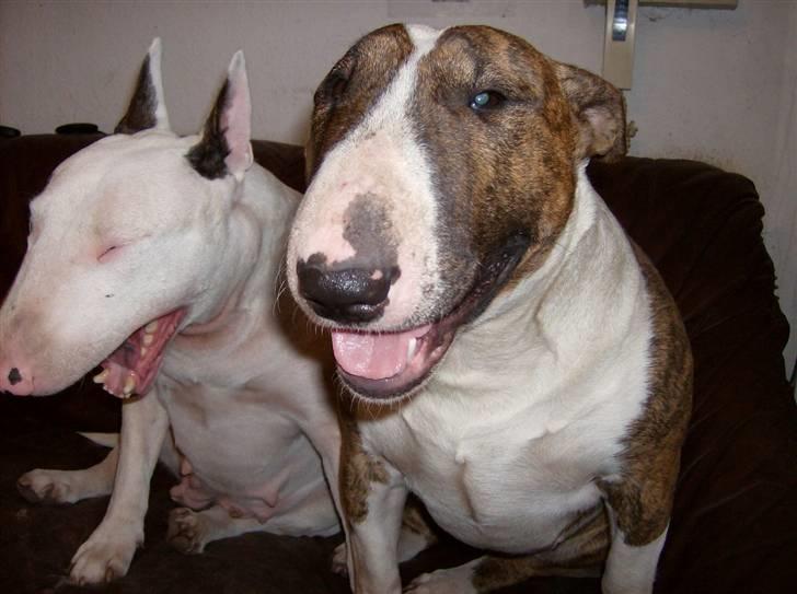 Bullterrier Ester  - Hvorfor ska alma altid stjæle billedet... hmm.. tror jeg vil ødelægge det.. hihi.. billede 10