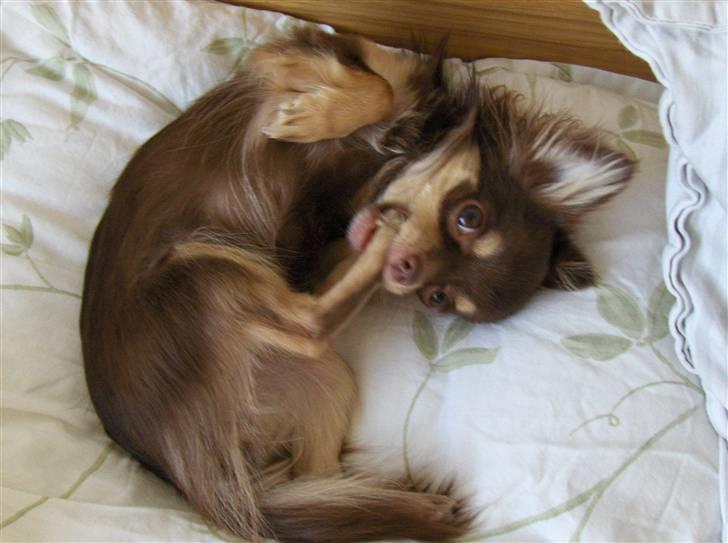 Chihuahua Isabell - Eeeelsker at "sutte" mine tæer billede 3