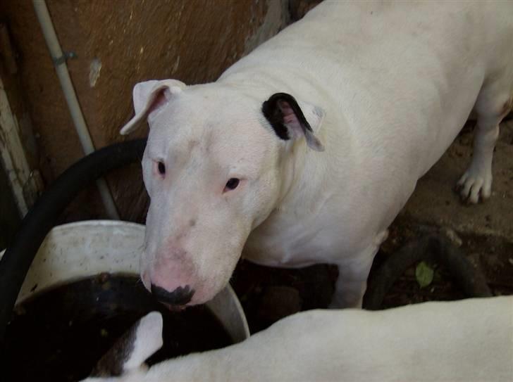 Bullterrier Thor +++R.I.P.+++ - Altså se de damer der .. gider dem ikk... billede 5