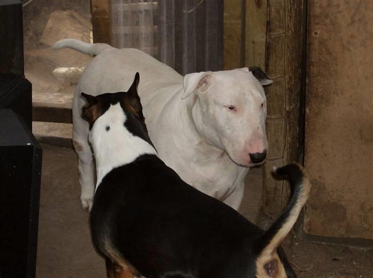 Bullterrier Thor +++R.I.P.+++ - og igen flere damer.. hmm gå med jer... billede 6