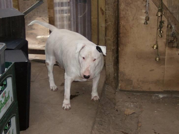 Bullterrier Thor +++R.I.P.+++ - Var der nogen der sagde mad? billede 7