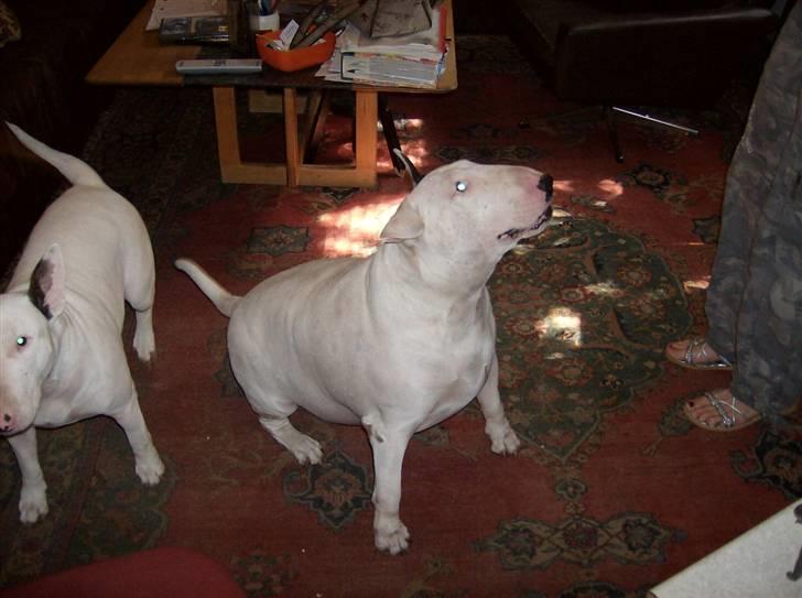 Bullterrier Thor +++R.I.P.+++ - Jeg ka sitte hvis det er mad du har der.. gi mig det så... billede 8