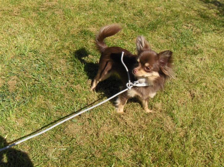 Chihuahua Isabell billede 4