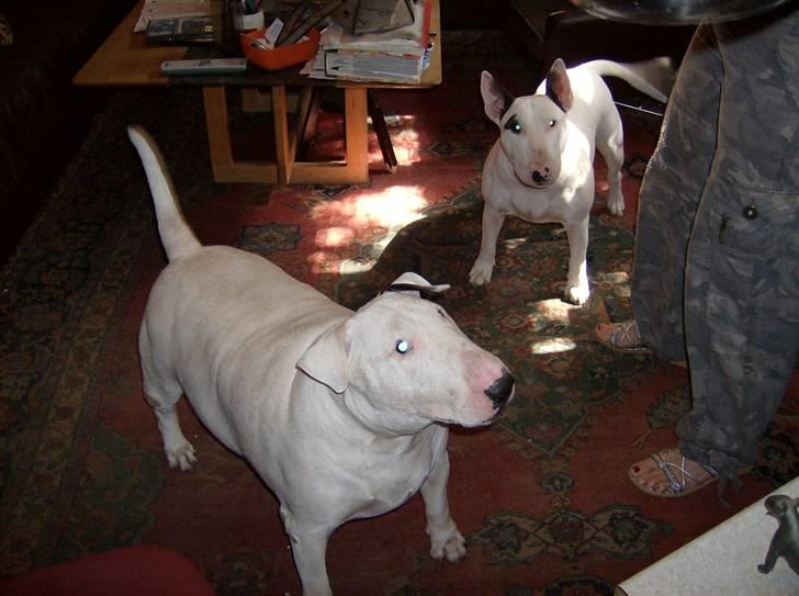 Bullterrier Thor +++R.I.P.+++ - Se hende Ester vil prøve at stjæle min mad.. hmm.. billede 9