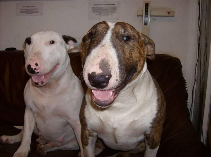 Bullterrier Alma  - Altså Ester vil altid med på mit billede... billede 9