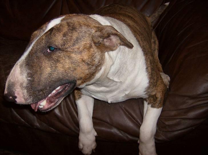 Bullterrier Alma  - Her er lækre mig.... billede 10