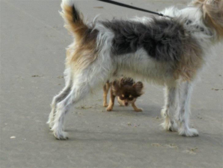 Chihuahua Isabell - Mig og min onkel Albert... Står lige og lurer lidt! billede 5