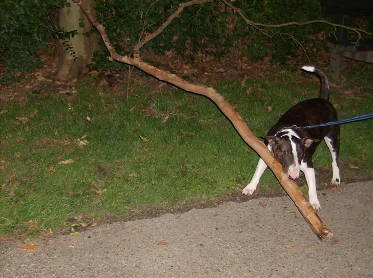 Bullterrier Molly +++R.I.P.+++ - Fandt lige en "lille" gren...hihi billede 6