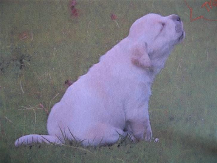 Labrador retriever Max - uh!!!  jeg mangler minm "moaaa" billede 11