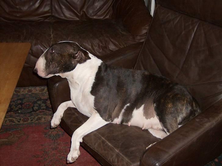 Bullterrier Molly +++R.I.P.+++ - Slapper lige lidt af.... billede 7
