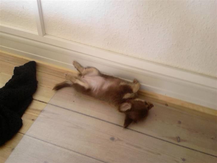 Chihuahua Isabell - Det var dengang jeg var lille :) billede 6