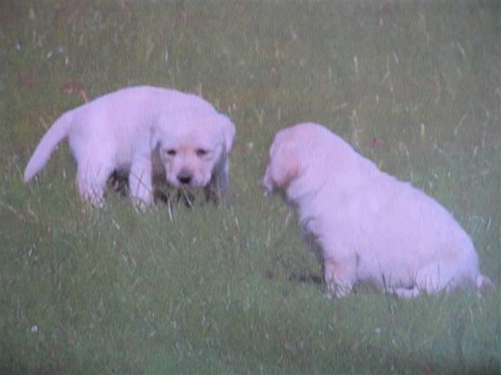 Labrador retriever Max - mig og en af mine søskende billede 12