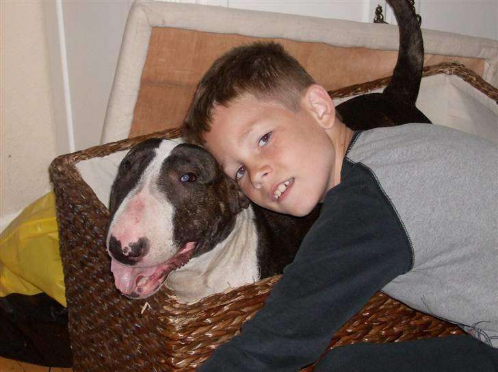 Bullterrier Molly +++R.I.P.+++ - Marcus og mig krammer... billede 9