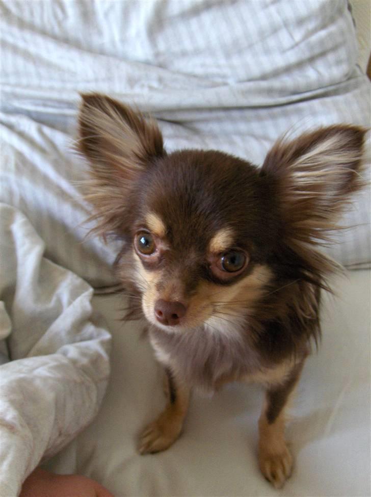 Chihuahua Isabell billede 7