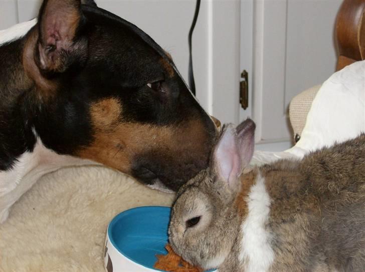 Bullterrier Freya ++Hvil min pige++ - Mig og min bedste ven Victor..  billede 16