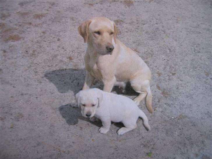 Labrador retriever Max - min mor og mig, er hun ikke sød billede 13