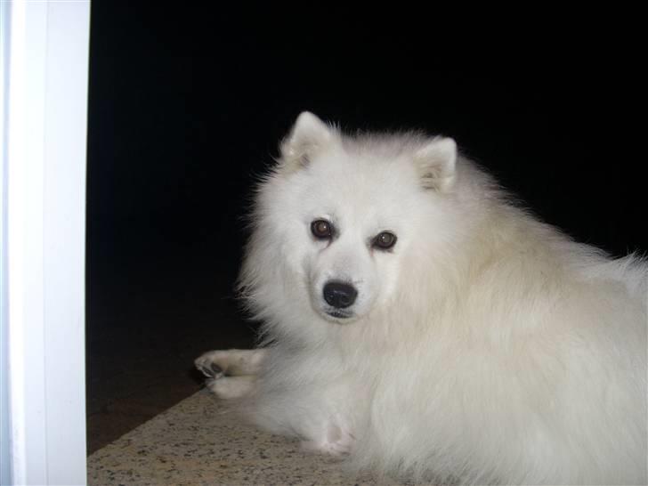 Japansk spids Malik billede 6