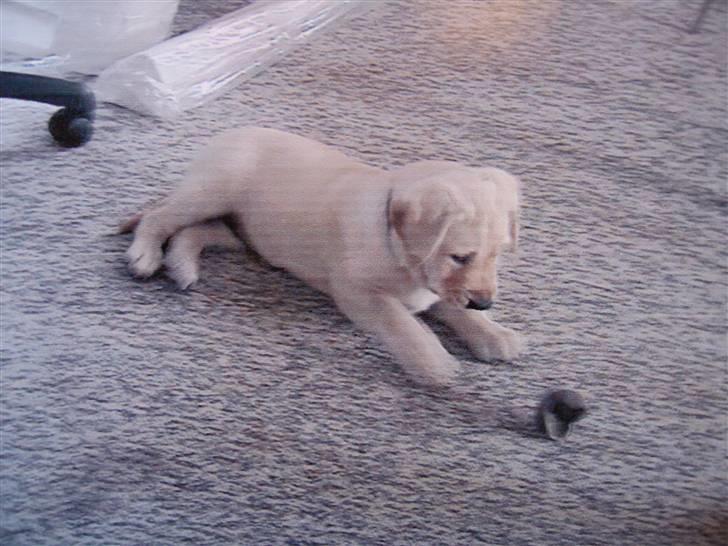 Labrador retriever Max - jeg elsker bolde billede 14