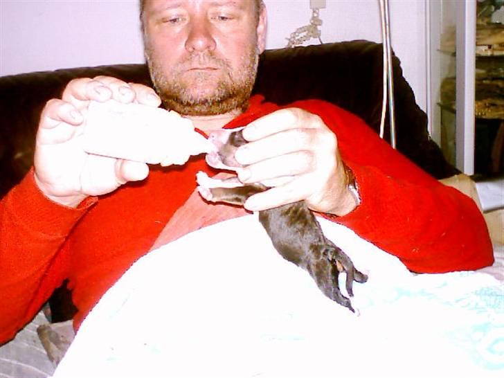 Bullterrier Freya ++Hvil min pige++ - Her er jeg med Søren da jeg lige blev født...Ja vi var 11 derfor sutteflaske.. smiler.. billede 17