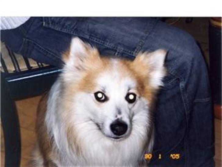 Blanding af racer Fox - Mig og en gammel ven billede 12