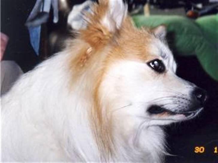 Blanding af racer Fox billede 13