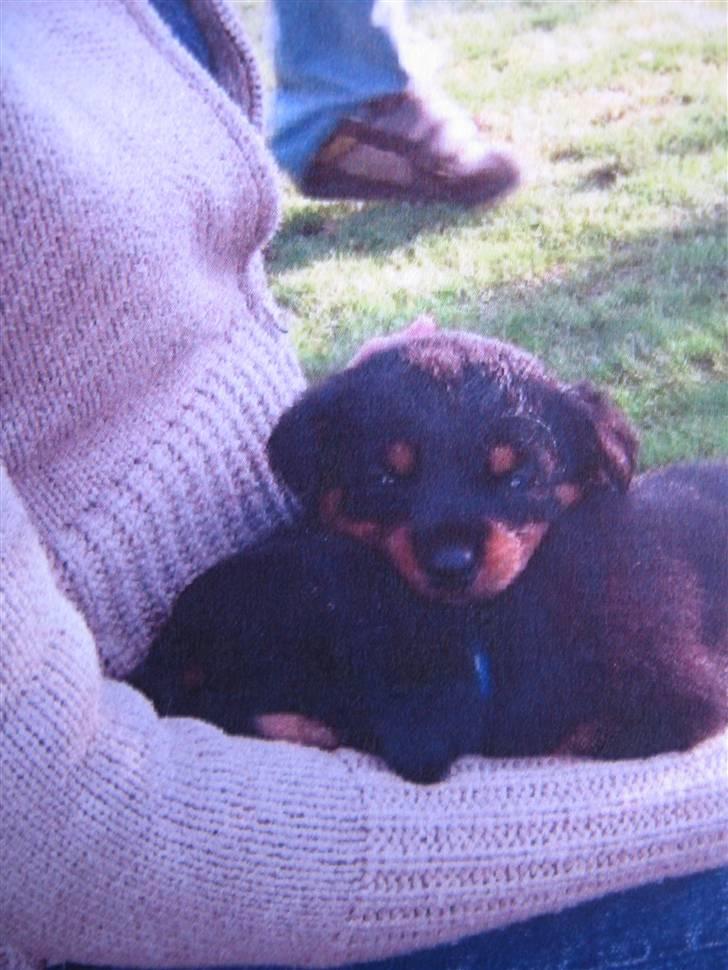 Rottweiler Spike billede 12