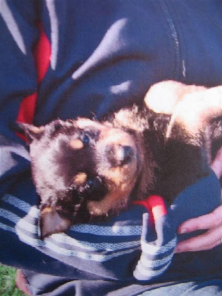 Rottweiler Spike - mig i mors arme da de var på besøg for at se mig billede 13