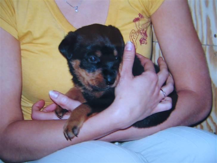 Rottweiler Spike - igen i mors arme :0) billede 14