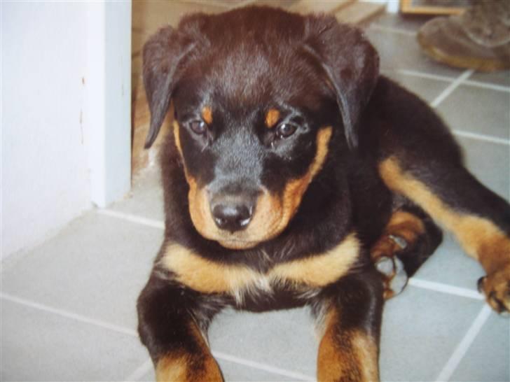 Rottweiler Spike - endelig hjemme billede 15