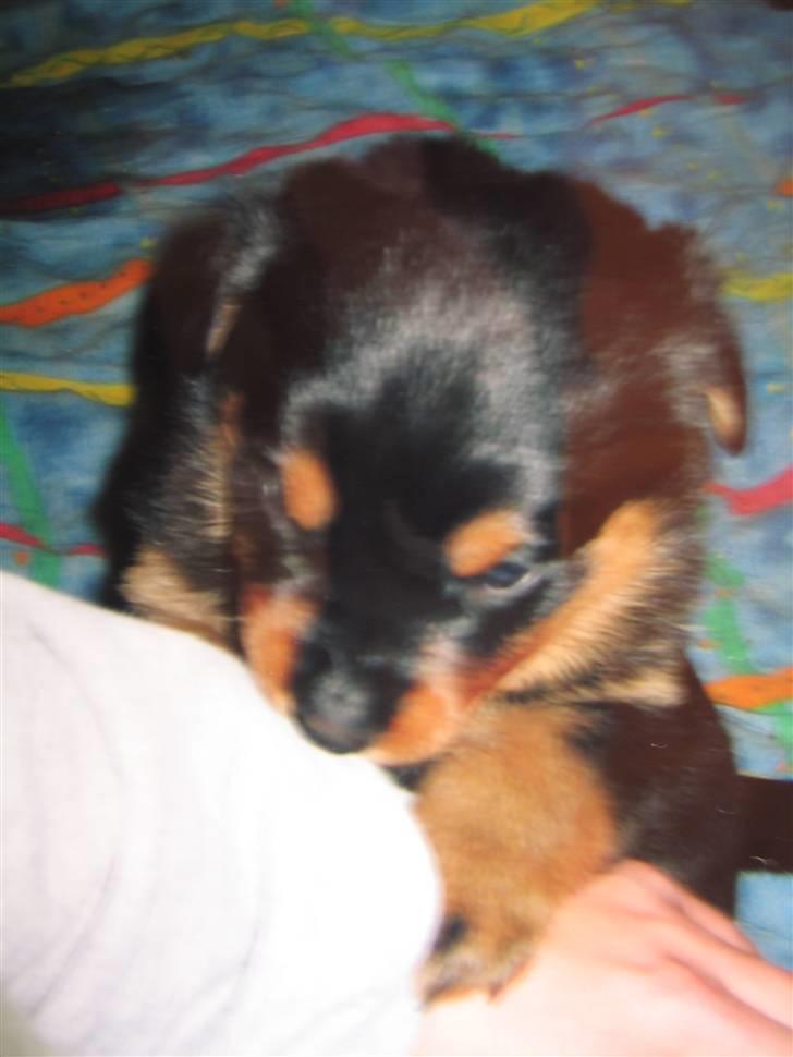Rottweiler Spike billede 16