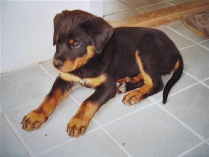 Rottweiler Spike billede 17