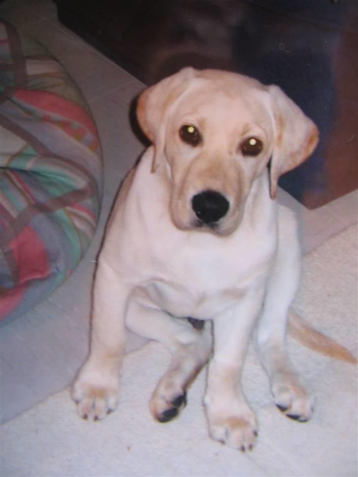 Labrador retriever Max billede 15
