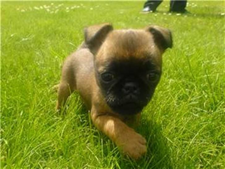 Griffon petit brabancon My R.I.P billede 1