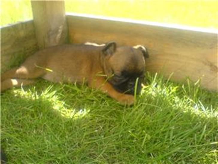 Griffon petit brabancon My R.I.P billede 2