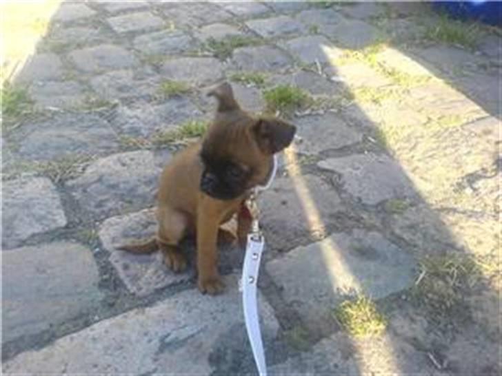 Griffon petit brabancon My R.I.P billede 3