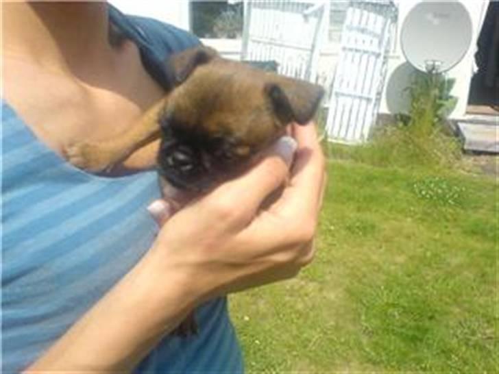 Griffon petit brabancon My R.I.P billede 4