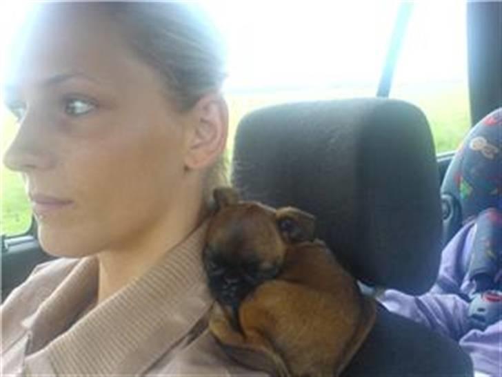 Griffon petit brabancon My R.I.P billede 5