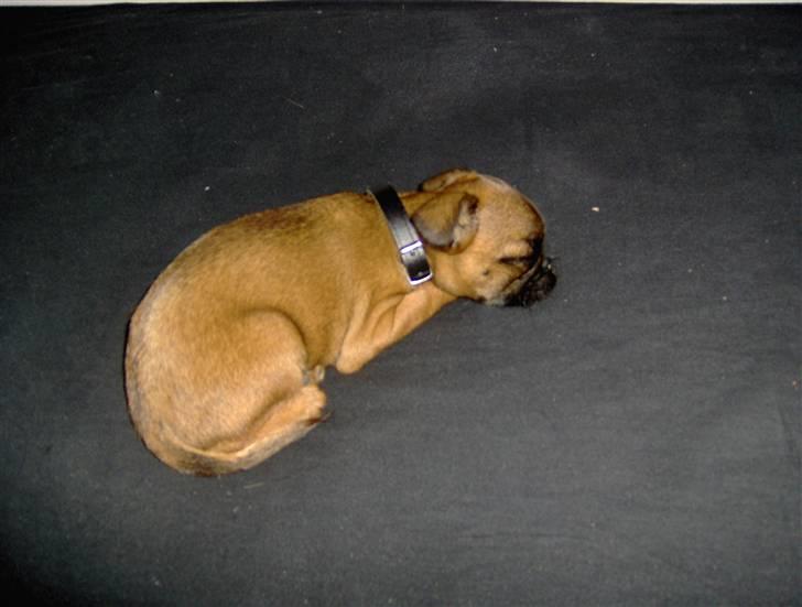 Griffon petit brabancon My R.I.P billede 6